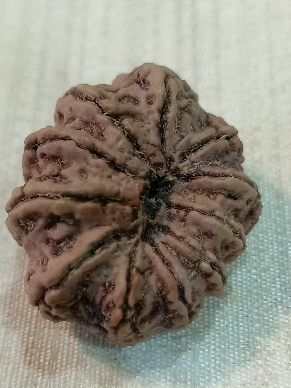 11 Mukhi Nepali Rudraksh