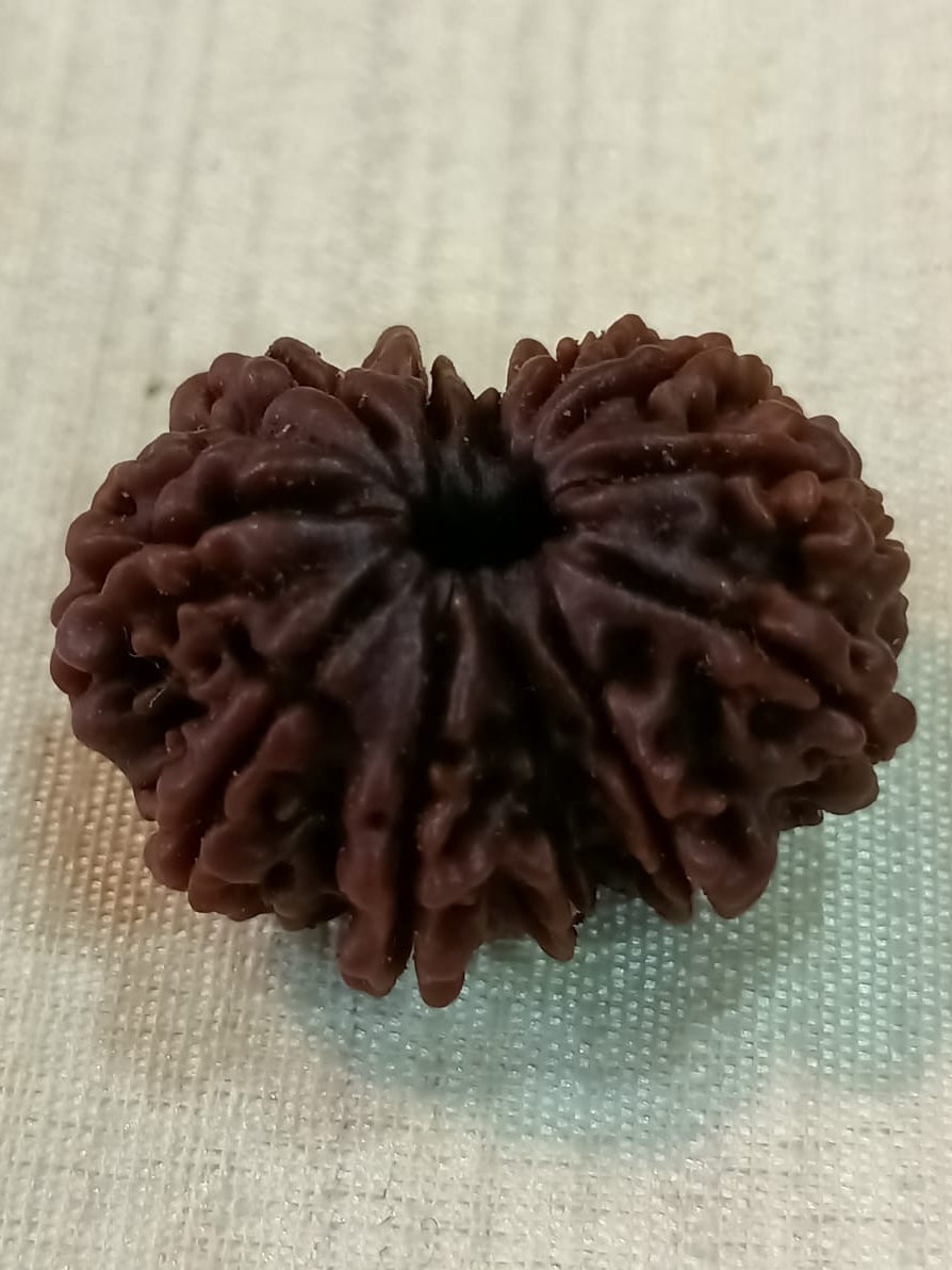 12 Mukhi Nepali Rudraksh