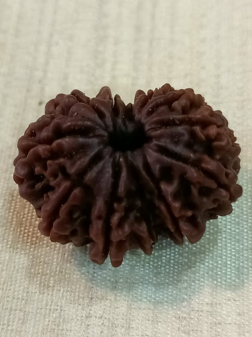 12 Mukhi Nepali Rudraksh