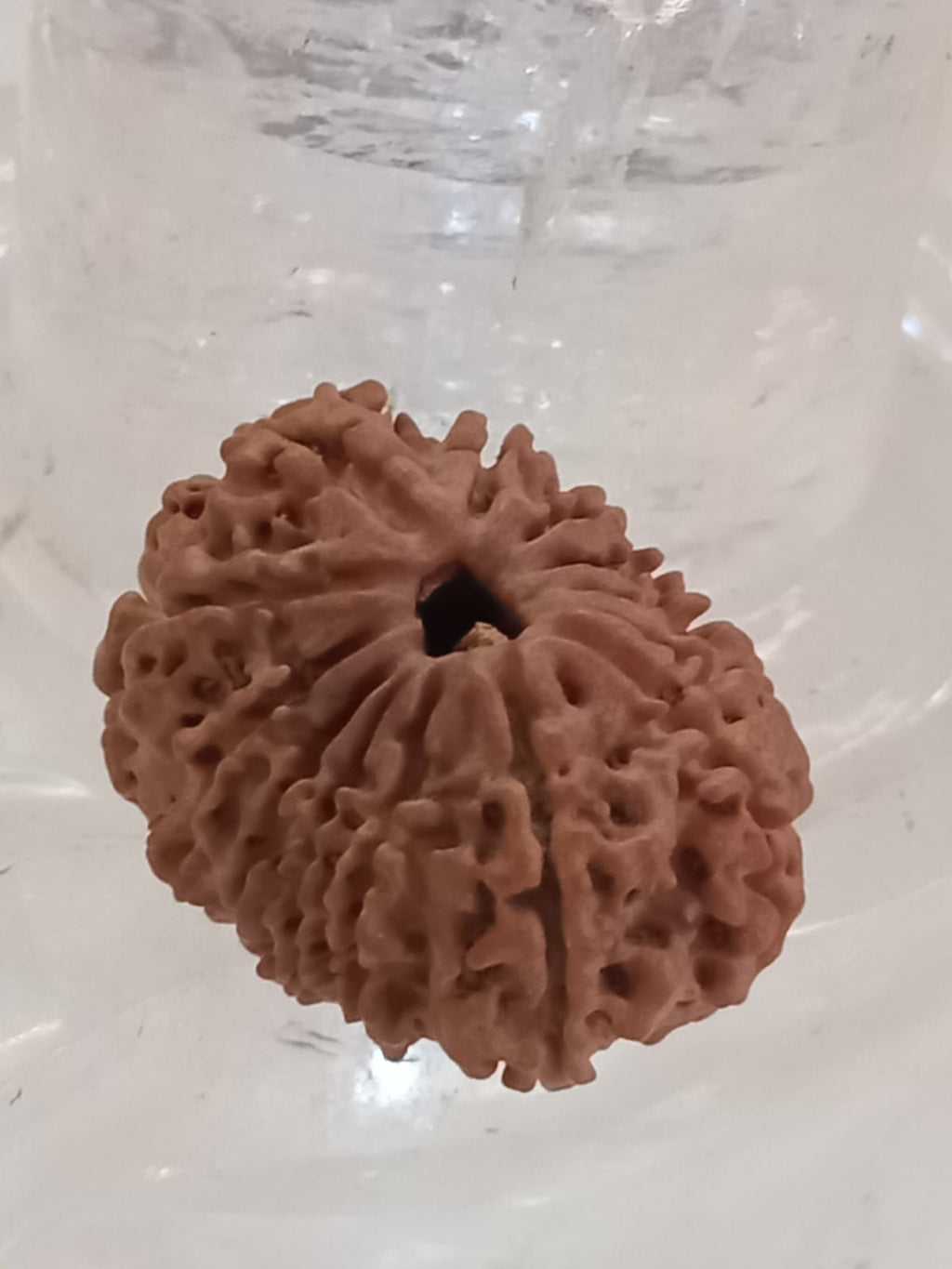 14 Mukhi Nepali Rudraksh