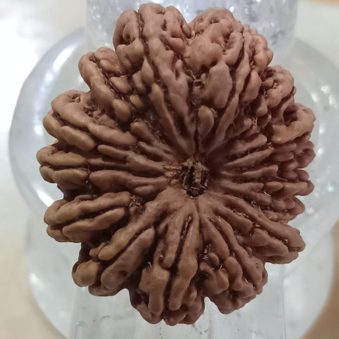 15 Mukhi Nepali Rudraksh Pathari Clear line Bead