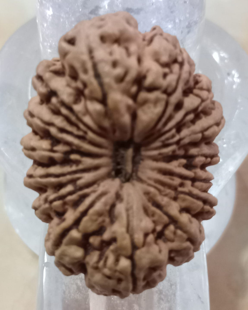 15 Mukhi Nepali Rudraksh Pathari Clear line Bead