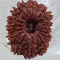 16 Mukhi Nepali Rudraksh