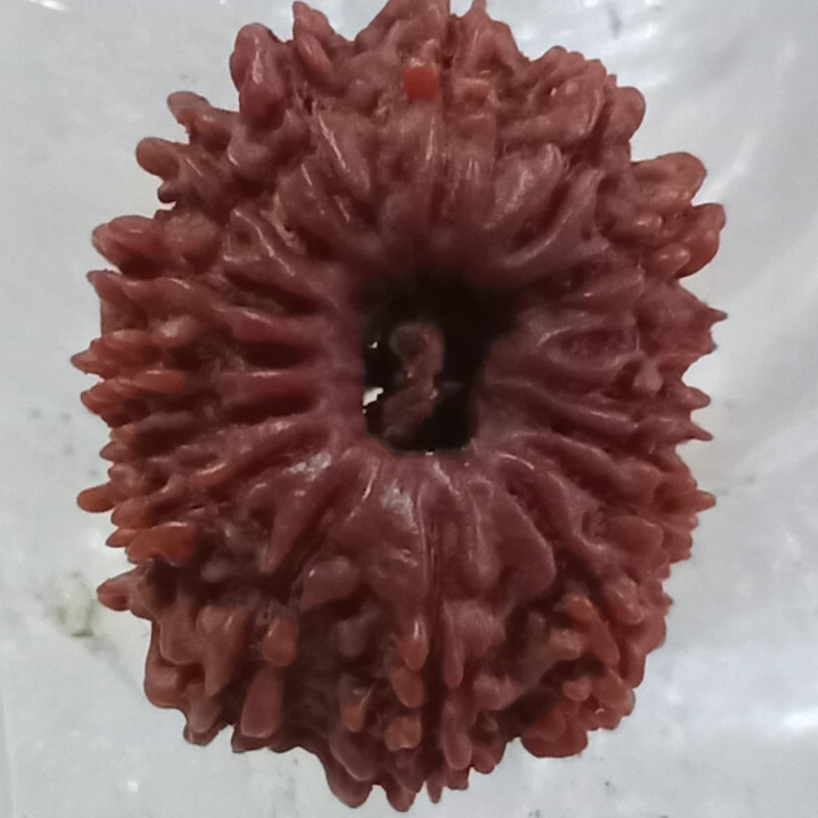 16 Mukhi Nepali Rudraksh