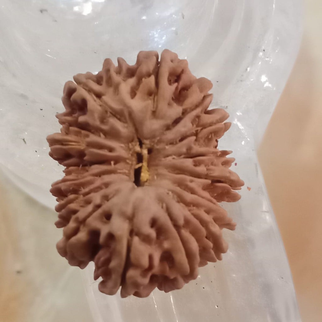 17 Mukhi Nepali Rudraksh