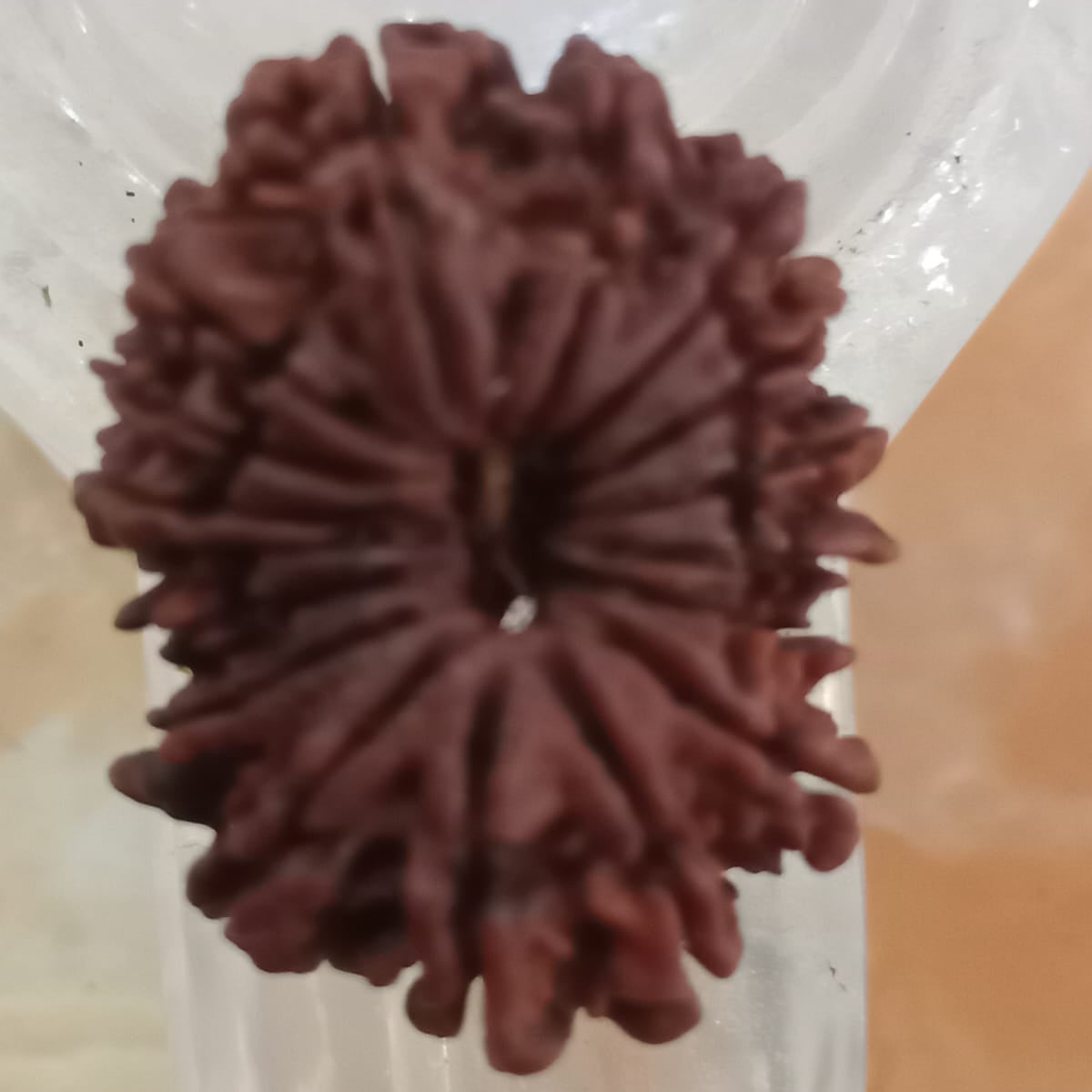 17 Mukhi Nepali Rudraksh