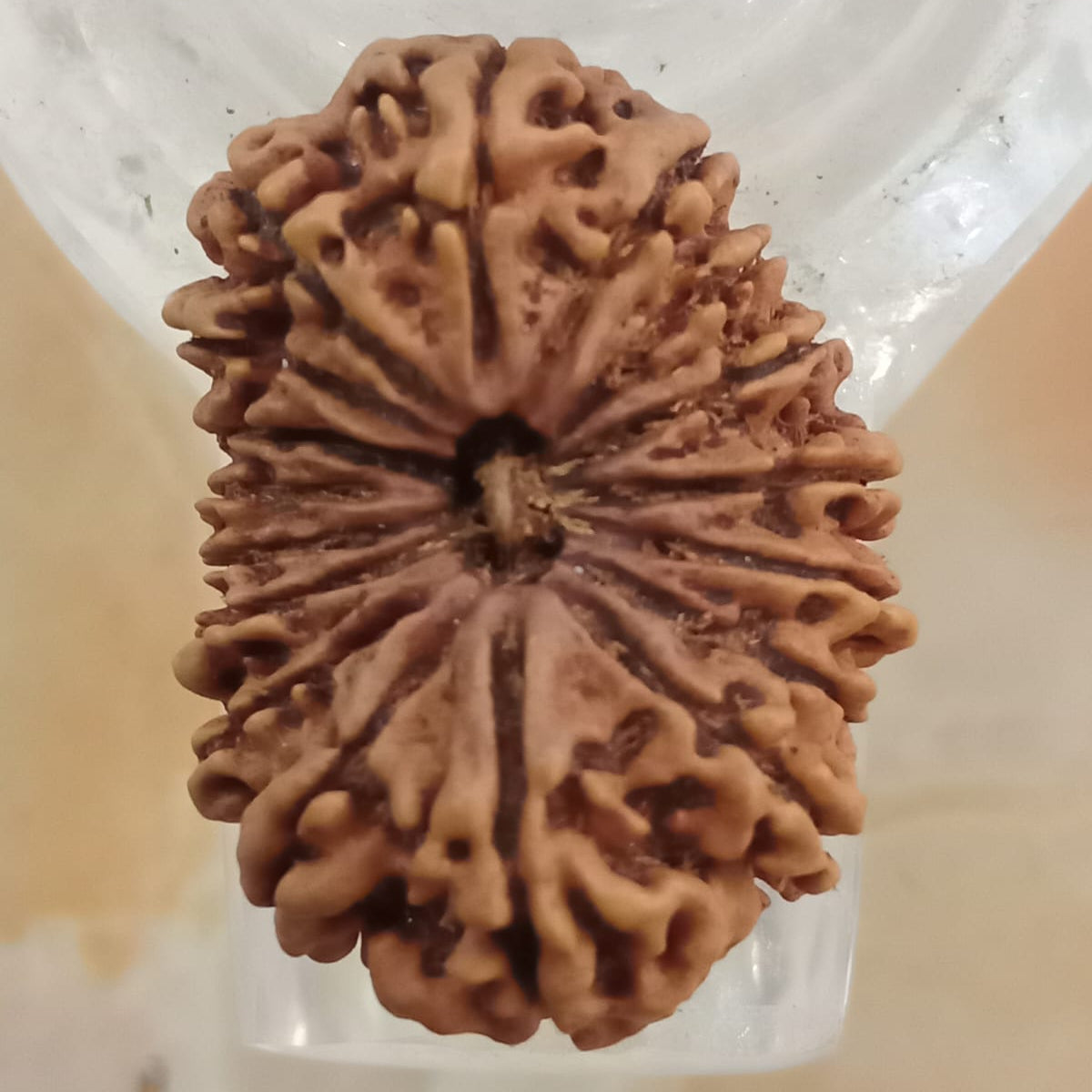 17 Mukhi Nepali Rudraksh