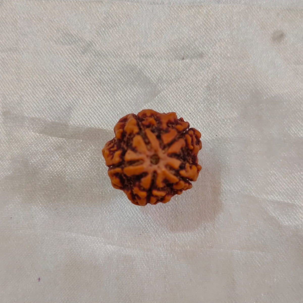 Original 5 Mukhi Nepali Rudraksha