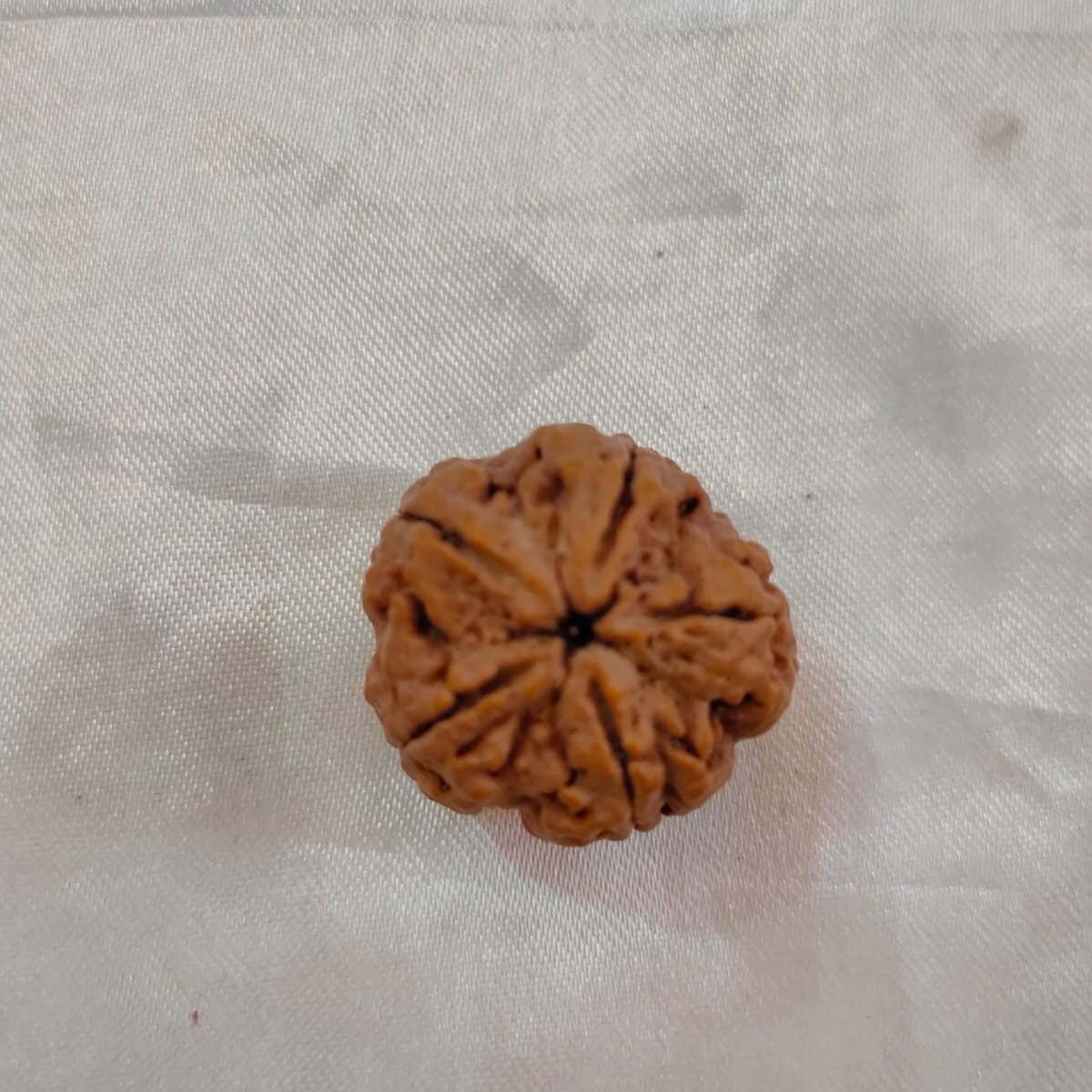 Original 5 Mukhi Nepali Rudraksha