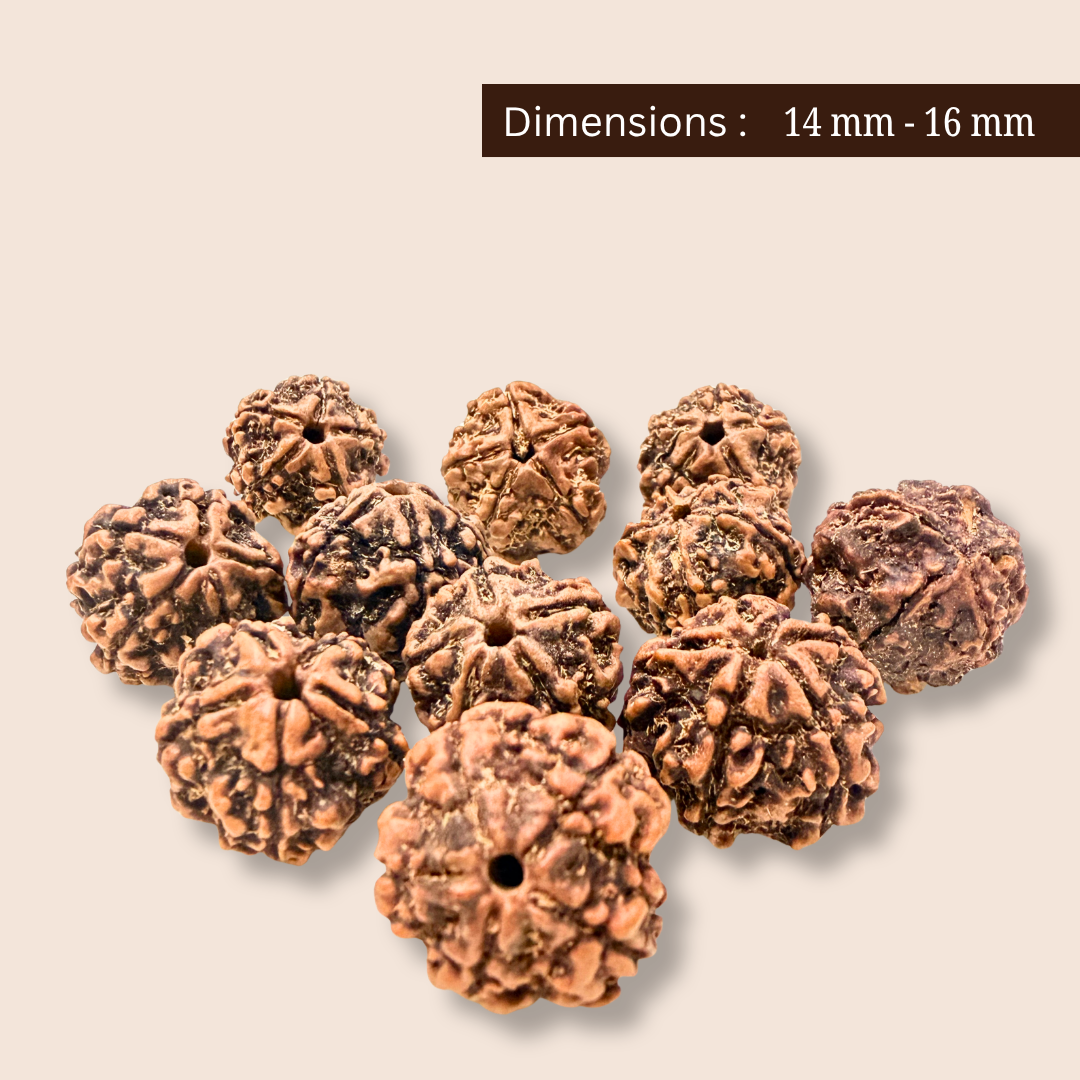 Original Panchmukhi Nepali Rudraksha – Sawan Special